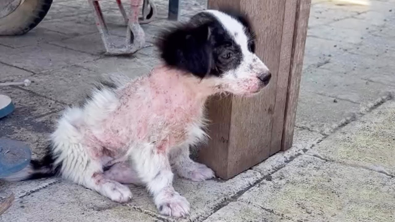 She Waited in the Same Spot After Being Abandoned Until Help Finally Came