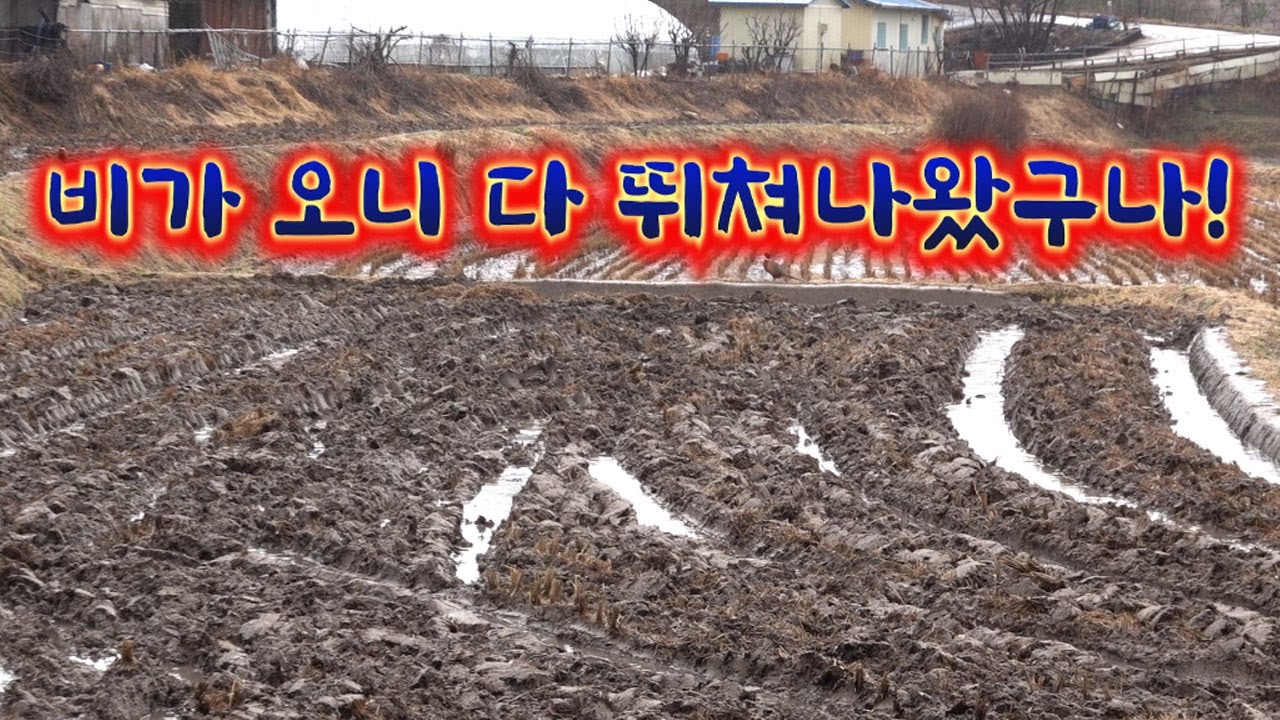 비가와서 얘들이 미쳤나~??   / Let's catch the pheasants running in the rice fields and eat themselves.