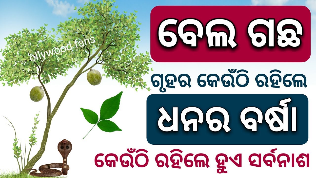 ( ବେଲ ଗଛ ) - ଗୃହରେ କେଉଁଠି ଲଗାଇଲେ ଧନର ବର୍ଷା ହୋଇଥାଏ | odia bayagita vastu tips, anuchinta