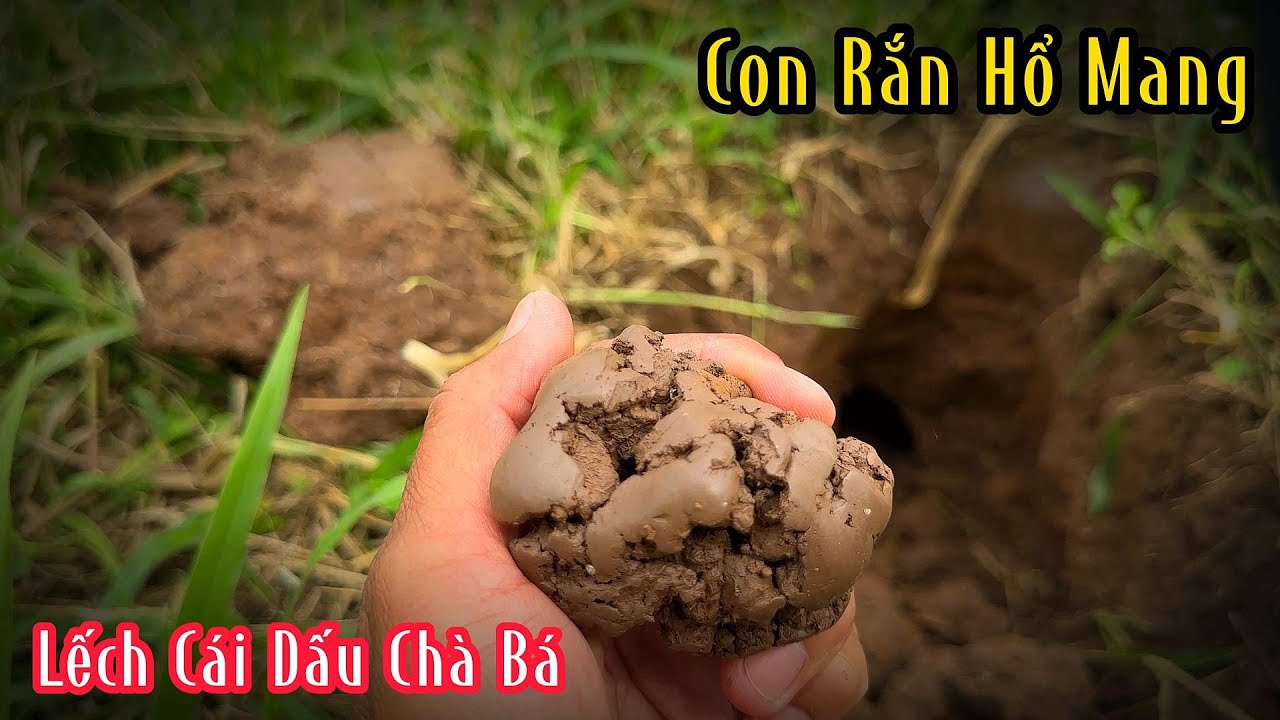 Con Hổ Mang Lếch Cái Dấu Hết Nói Chạy Bằng Trời | Mười Thương Săn Bắt