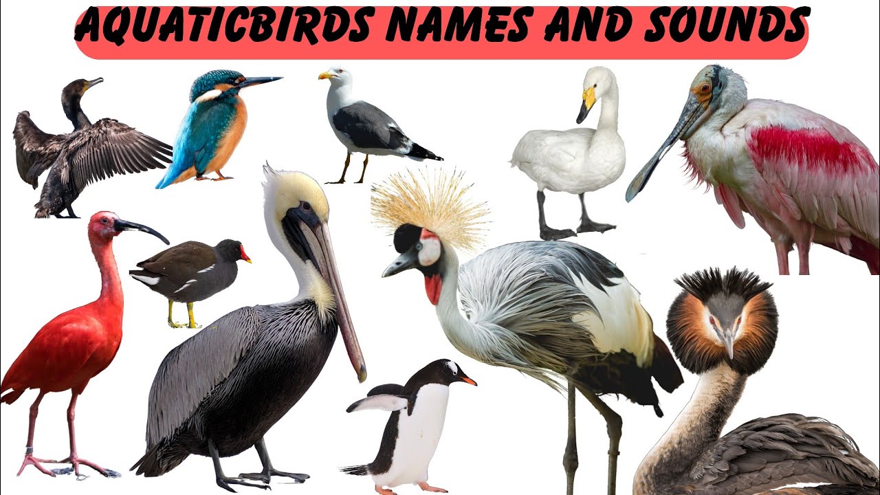 Aquatic Birds Sounds and Names // Learn Common Water Birds // Water Birds Real Pictures (1)