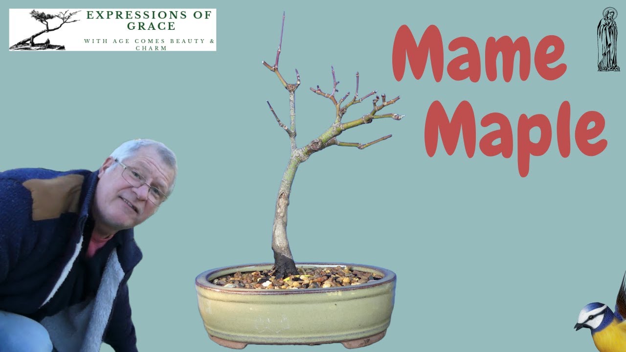 Japanese Maple Repot & Bonsai on the Benches.