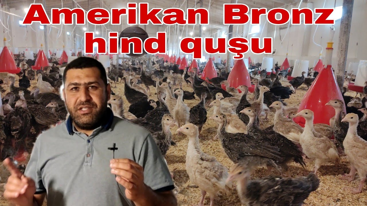Amerikan Bronz hind quşu. #mubarizemintv #hindqusu ##civciv #civcivbakımı