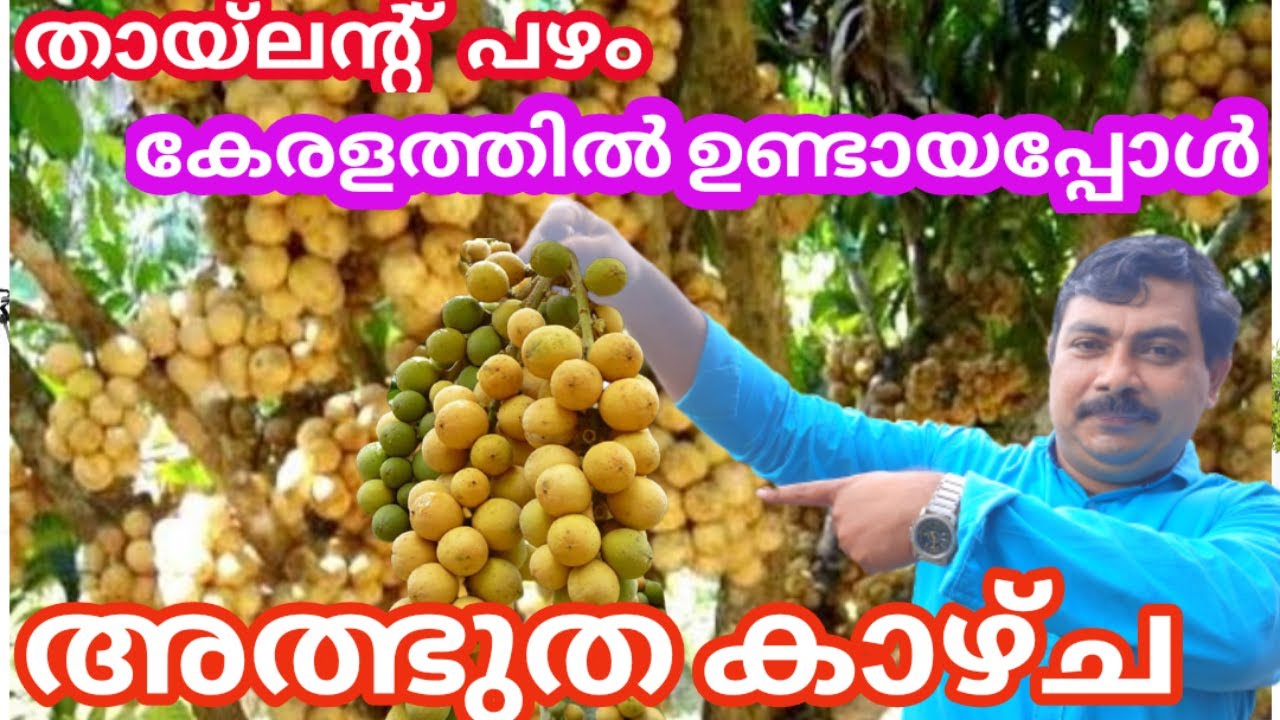 Langsat Fruit malayalam/Exotic fruit/ഇതു പോലെ പഴം വേറെ ഒരു മരത്തിലും ഉണ്ടാകില്ലാ(ലാംങ് സാറ്റ്  പഴം)