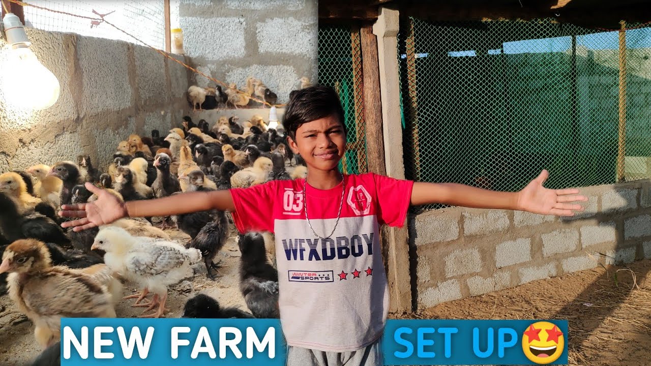 Our New Hens Farm (கோழி பண்ணை) Set Up🥰 | 400+ Chicks | #BlueLoft