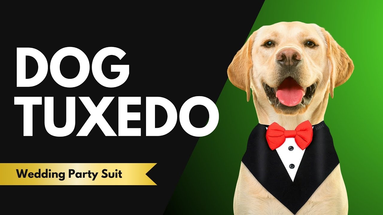 Buraq Dog Tuxedo