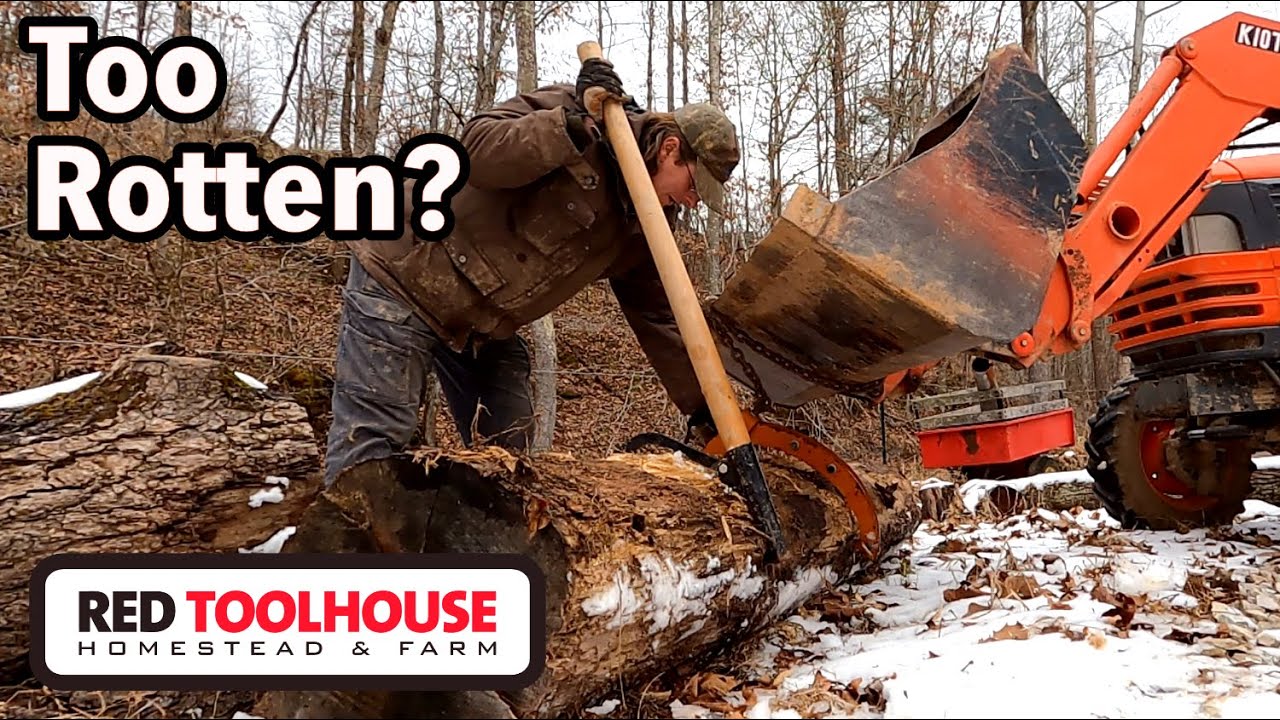 Red Oak Log TOO ROTTEN TO MILL?