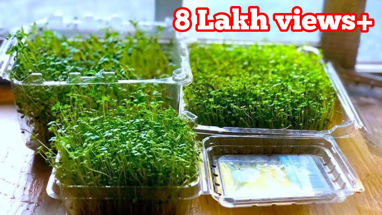 How to Grow Microgreens at home without soil |From Seeds to Harvest|GROW MICROGREENS INDOOR