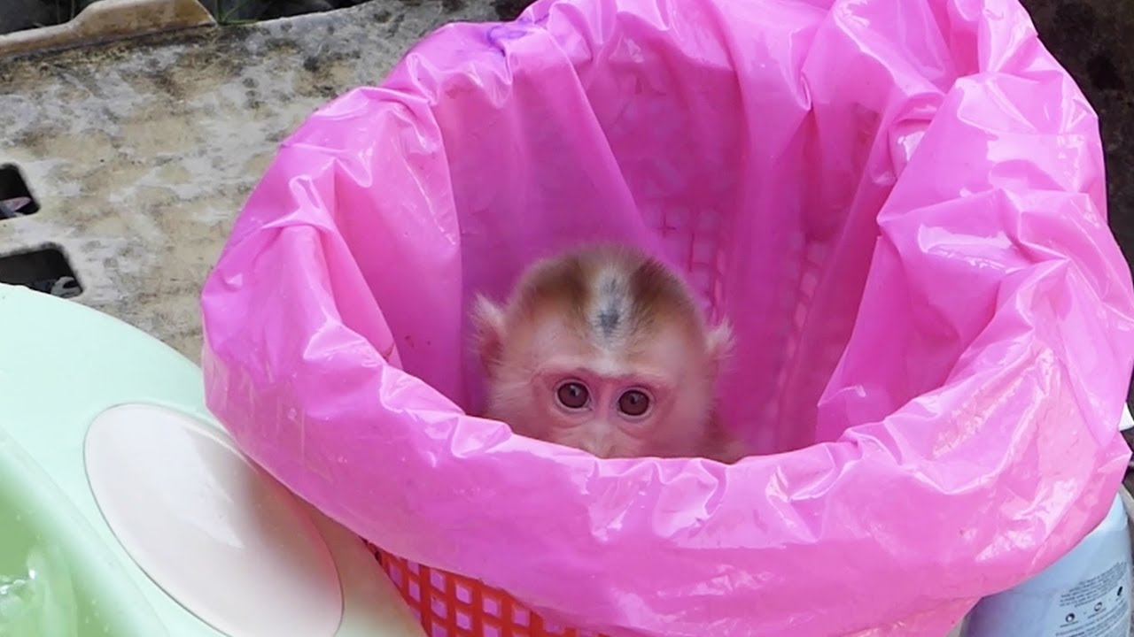 Moly Hidden Himself In Recycle bin Escape not Want To Bath | Moly Scare Water