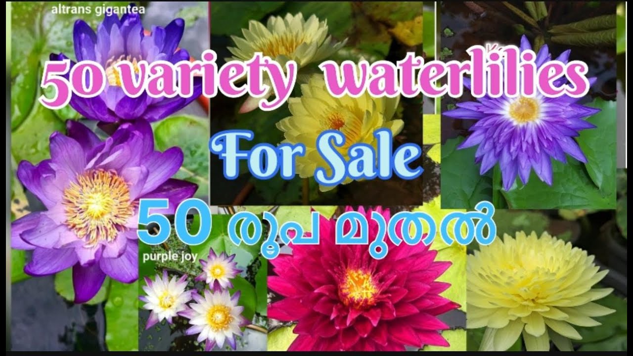Water lily for sale⁨⁨@mmgreenworld ⁩⁩| ആമ്പലുകൾ വില്പനക്ക് @MM Green world