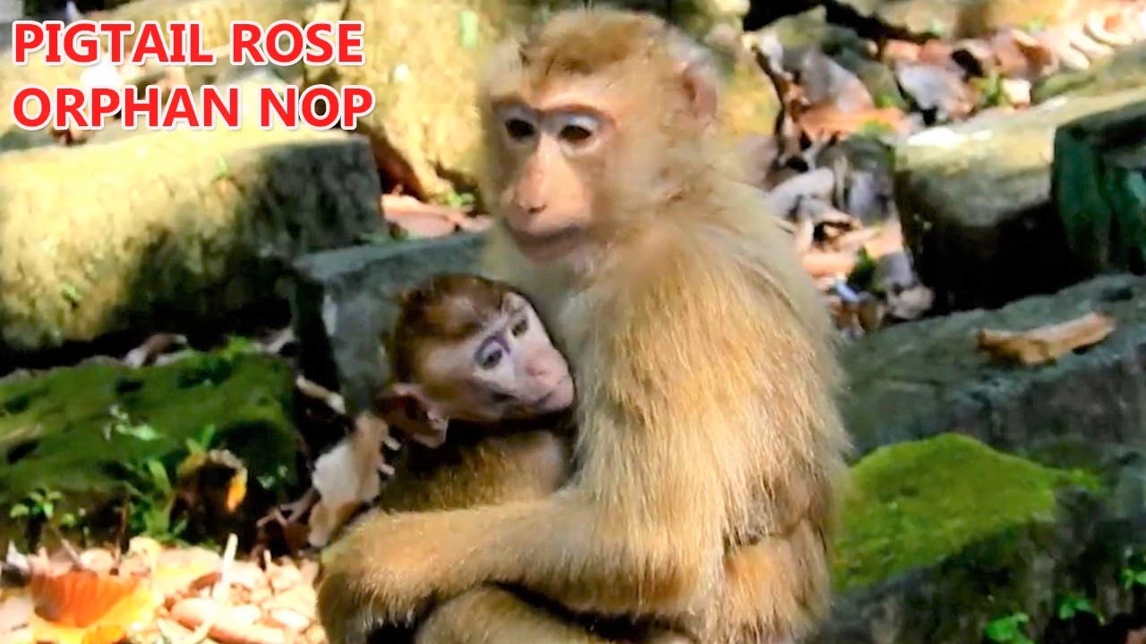 Welcome New Abandoned Poor Baby Monkey NOP In Amber Group|Rose Monkey Likes Baby NOP