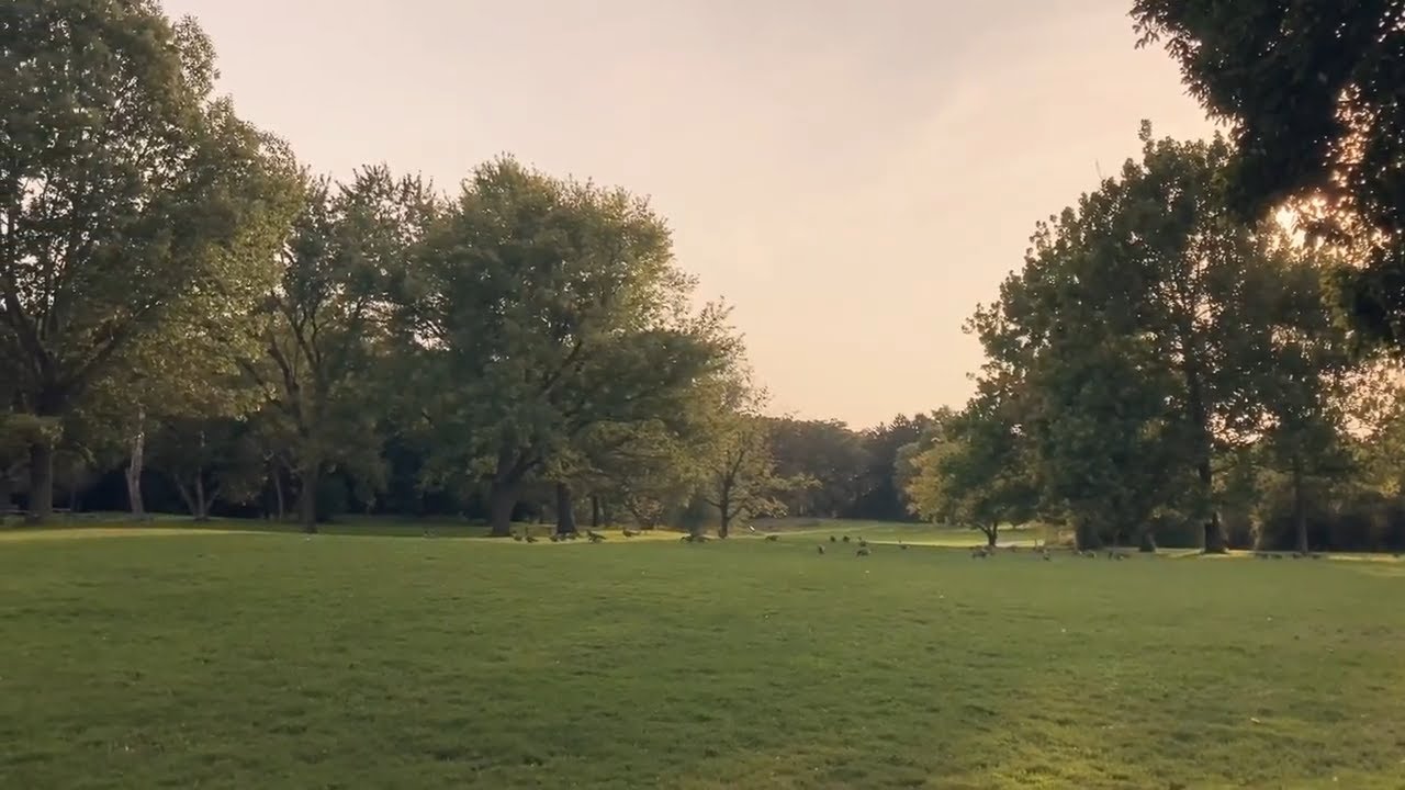ducks walking in a line |nature video