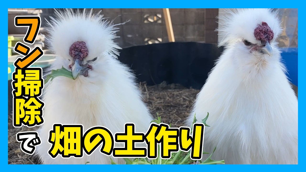 どうする？ニワトリの寒さ対策｜フン掃除で畑の土作り【ニワトリがいる生活】