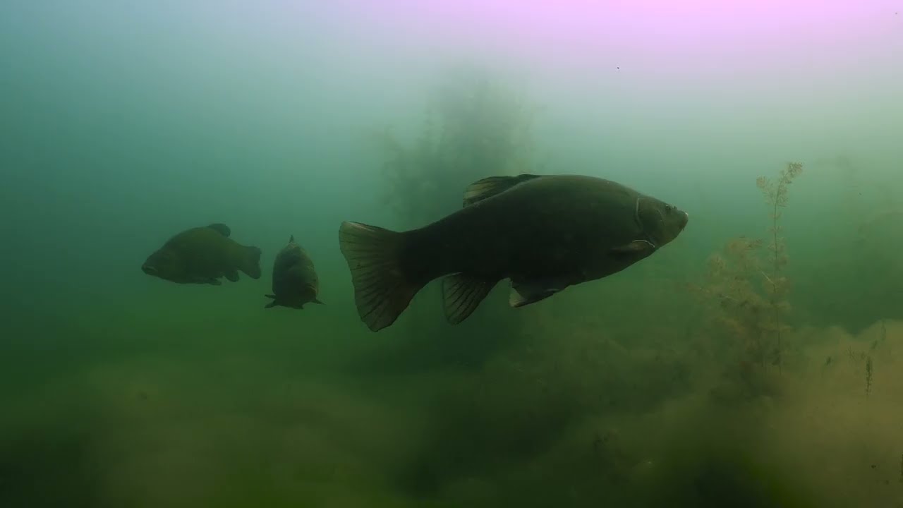 SÉQUANA INCOGNITA | Sous la surface de la Seine - Bande annonce 2025