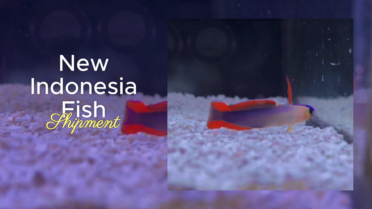 Fresh From Indonesia! 🇮🇩 Exclusive Fish Shipment Arrival 🐠✨ #Fish #indonesiafish #reefkeeping #reef