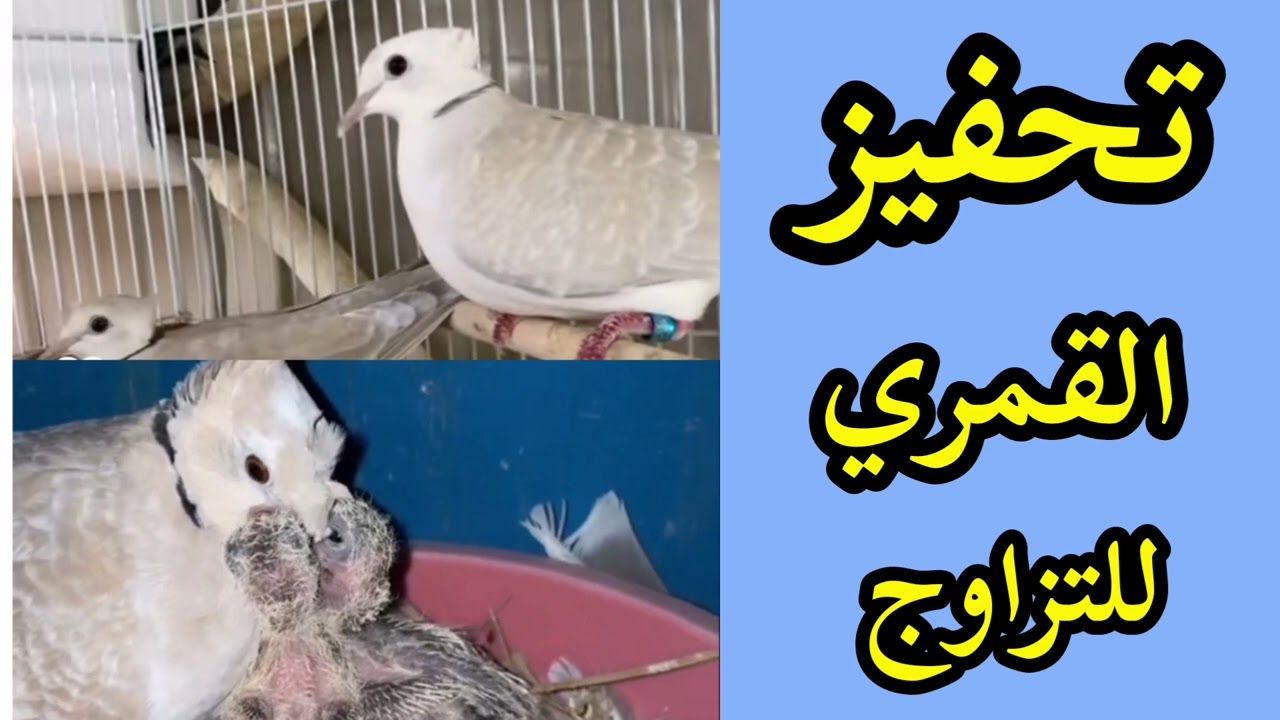 تحفيز اليمام القمري المطوق علي التزاوج والتفريخ والأنتاج