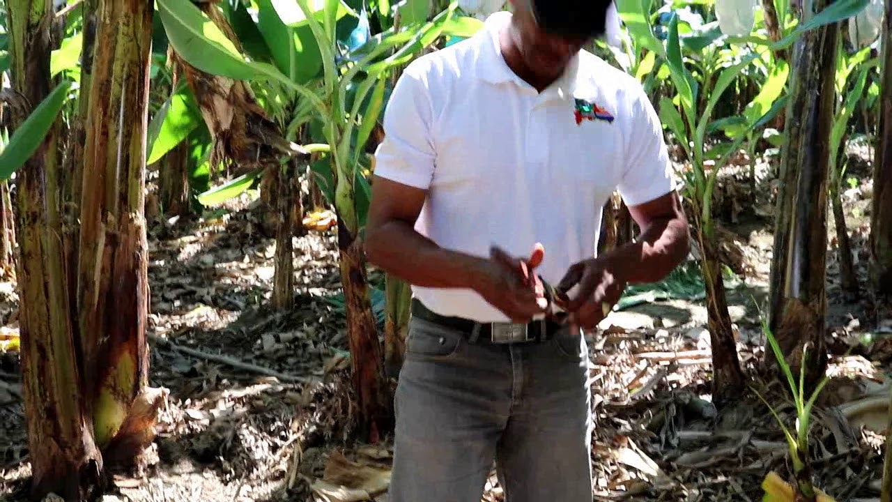 Trampas para Picudo Negro (Cosmopolites sordidus) Rep. Dom.