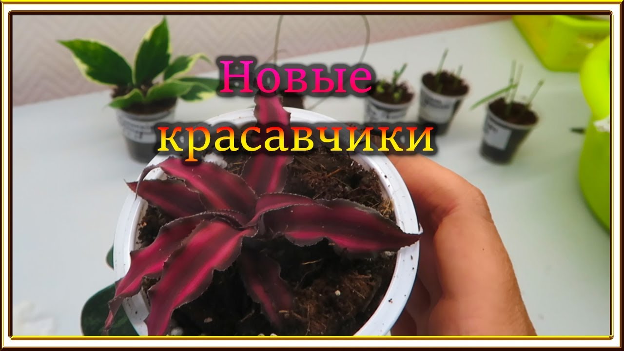Посылка по обмену с Надей с канала Зеленая жизнь
