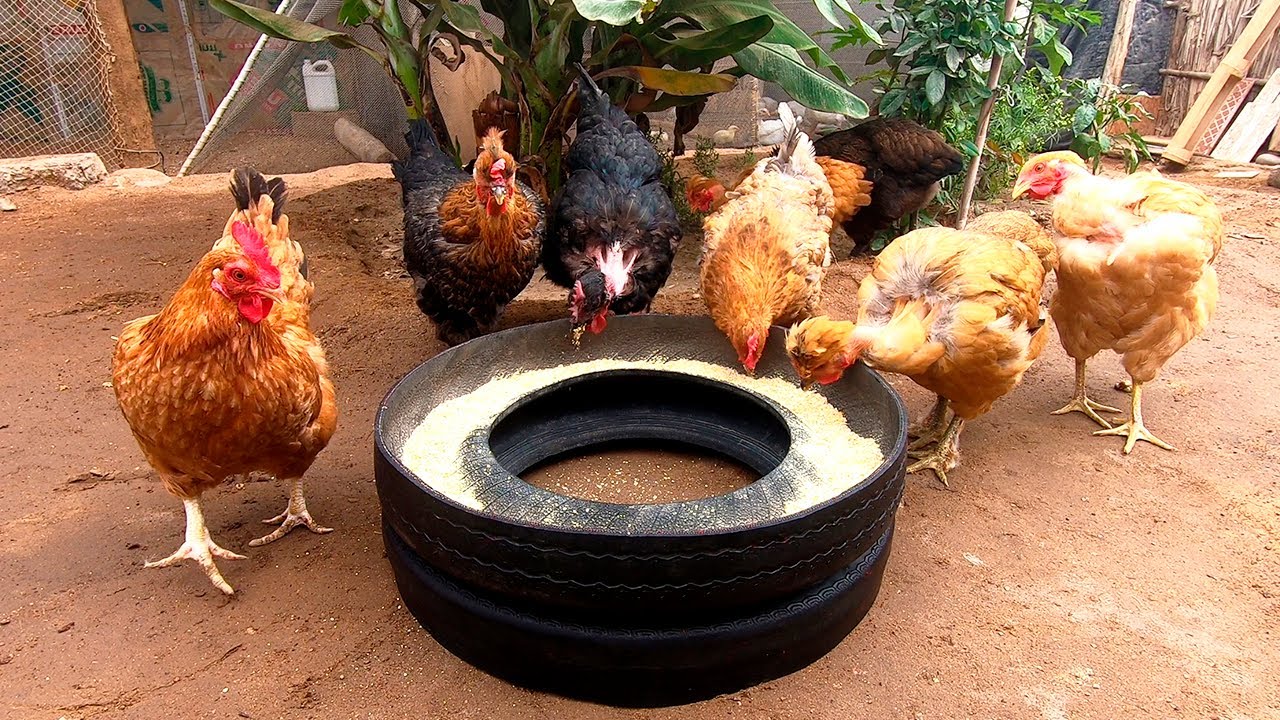 Incre&iacute;ble Idea !!! Comedero para aves,🐥🐓🦃🦆 el mas resistente y f&aacute;cil de hacer de llanta reciclada ♻.