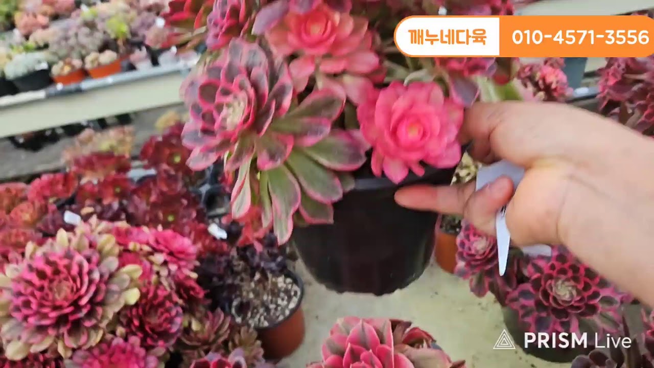 #깨누네다육  #다육  #깨누네다육  한가한 주말오후~~~~♡