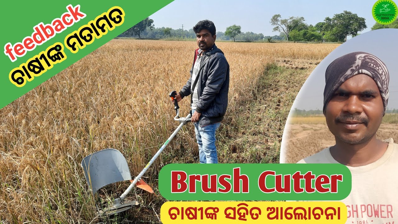 Brush Cutter//Amazing Brush Cutter Machine//Honda Brush Cutter//Rice Harvesting Machine