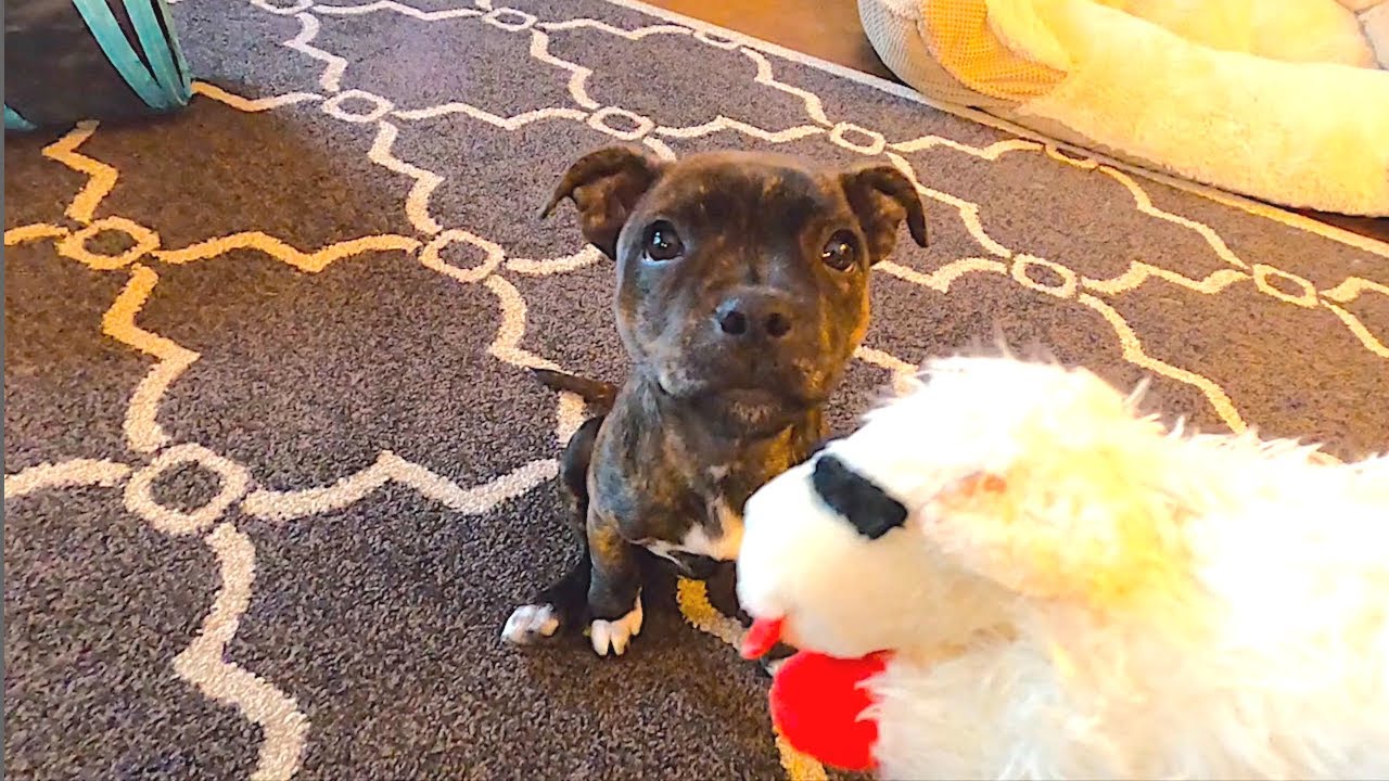This helped our Puppy's teething Pain Tremendously!