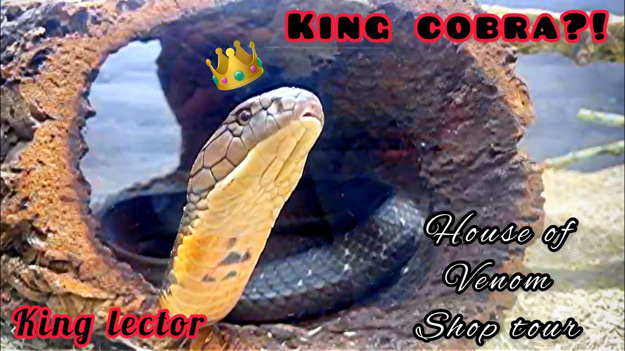 King Cobras?! Green Mambas?! and more ?!House Of Venom Uk shop tour!!//Featuring CKfromthewyld