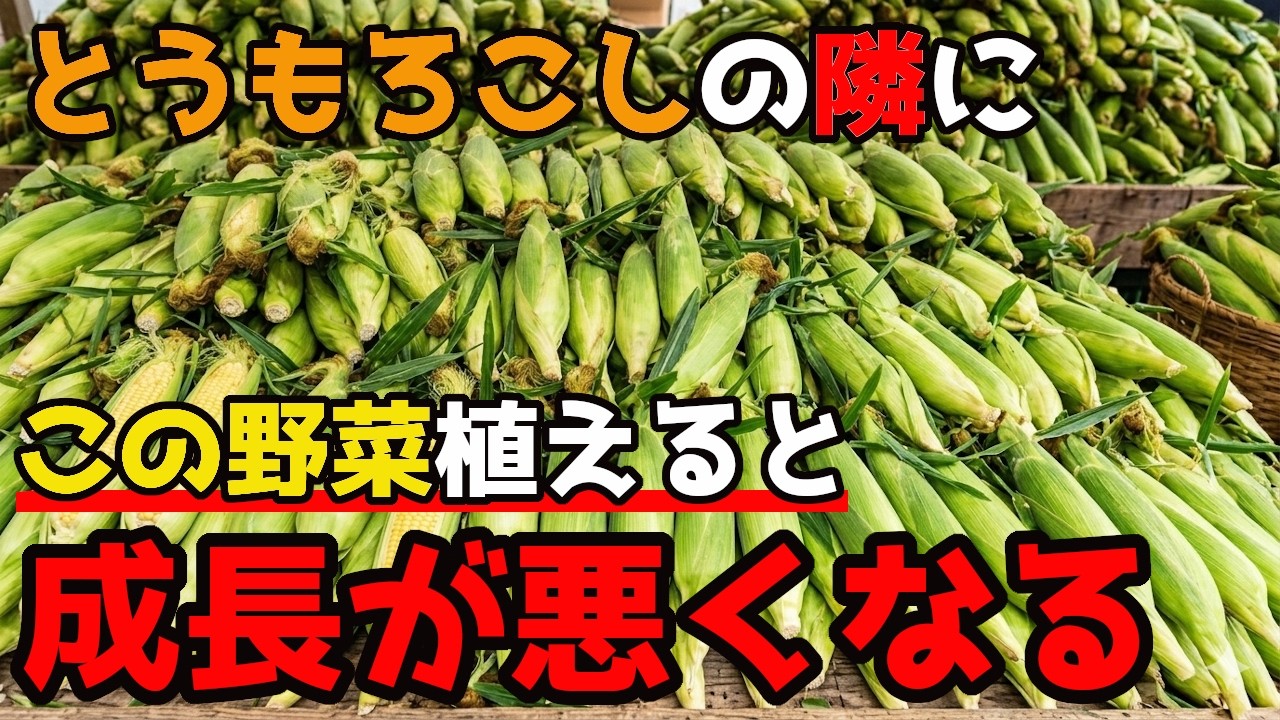 【とうもろこし】の隣にこの野菜植えるとデメリットが多いです。【家庭菜園】