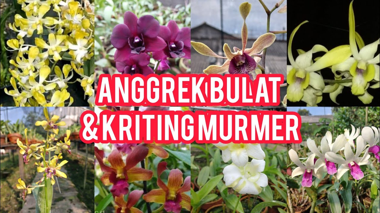 BELI SEGERA! ANGGRK BULAT & KRITINGAN CANTIK HARGA SUPER MURAH