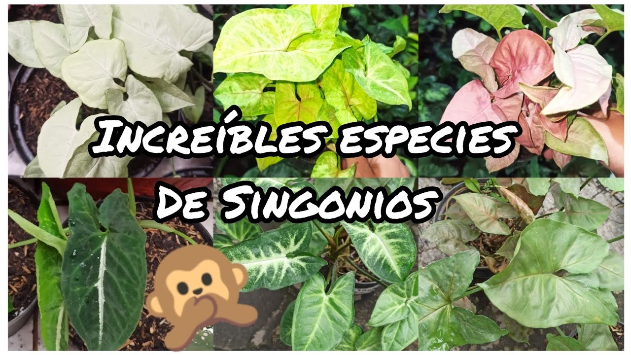 GUÍA DE CUIDADOS PARA TUS SINGONIOS ✅ ¦LIZZ Y SU VIVERO