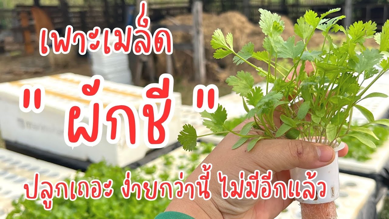 ทำไมพึ่งรู้ เพาะเมล็ดผักชี ปลูกง่ายมาก โตไว ทันเก็บ #ผักชี  #ปลูกผักไฮโดรโปนิกส์ #ปุ๋ยab #garden