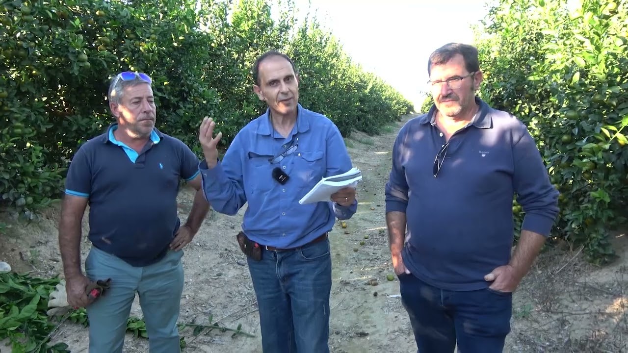 6) D'Quart Tango orchard Afourer pruning demonstration