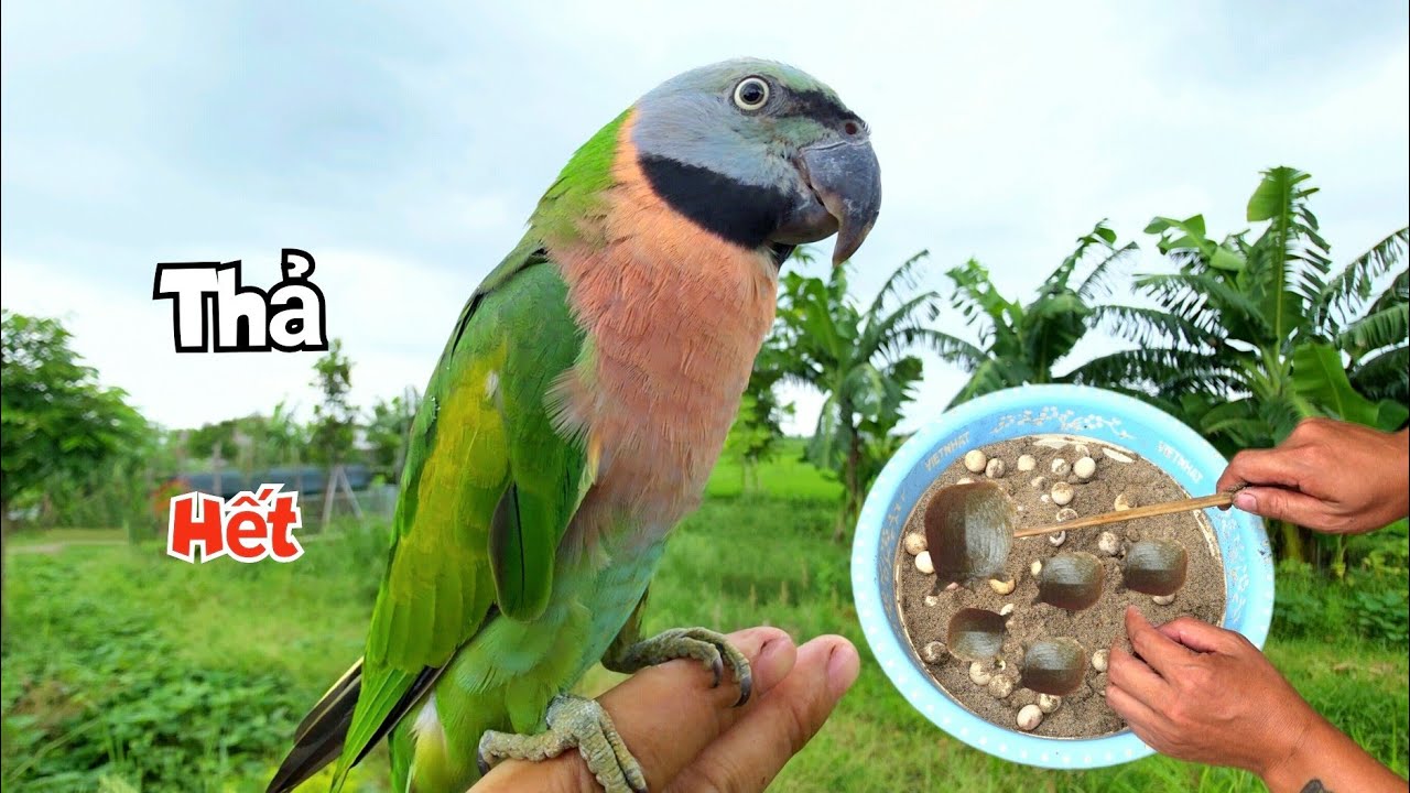 Thăm Lại Ổ Trứng Baba V&agrave; Thả Vẹt Ngực Hồng Về Với Tự Nhi&ecirc;n / Quế Nghịch