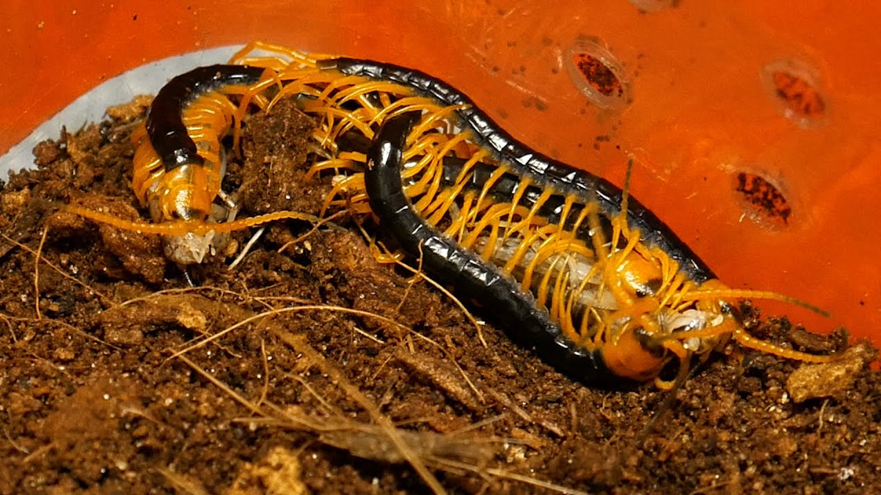 ROZMNOŻYŁEM SKOLOPENDRY!! - spidersonline.pl