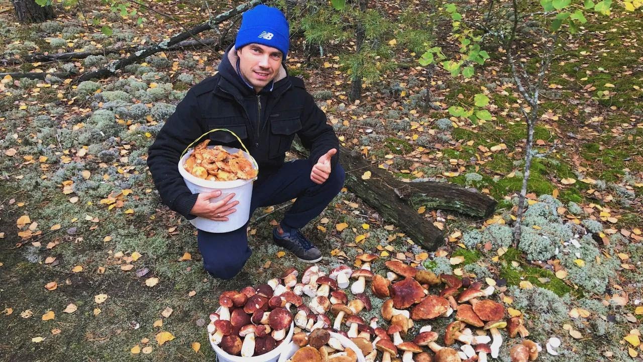 Steinpilze schießen nach dem Regen im Kiefern- und Birkenwald aus dem Boden!