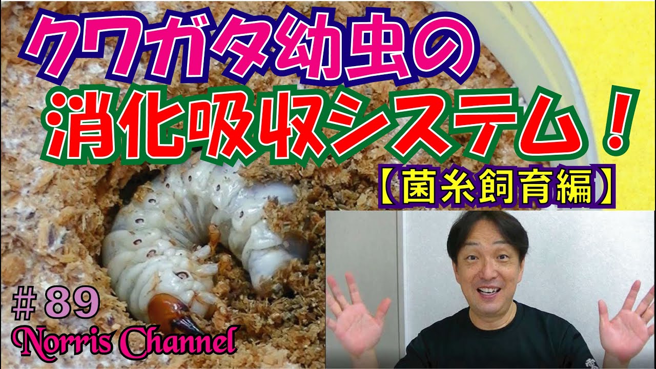 クワガタ幼虫の消化吸収のメカニズム！【菌糸飼育編】