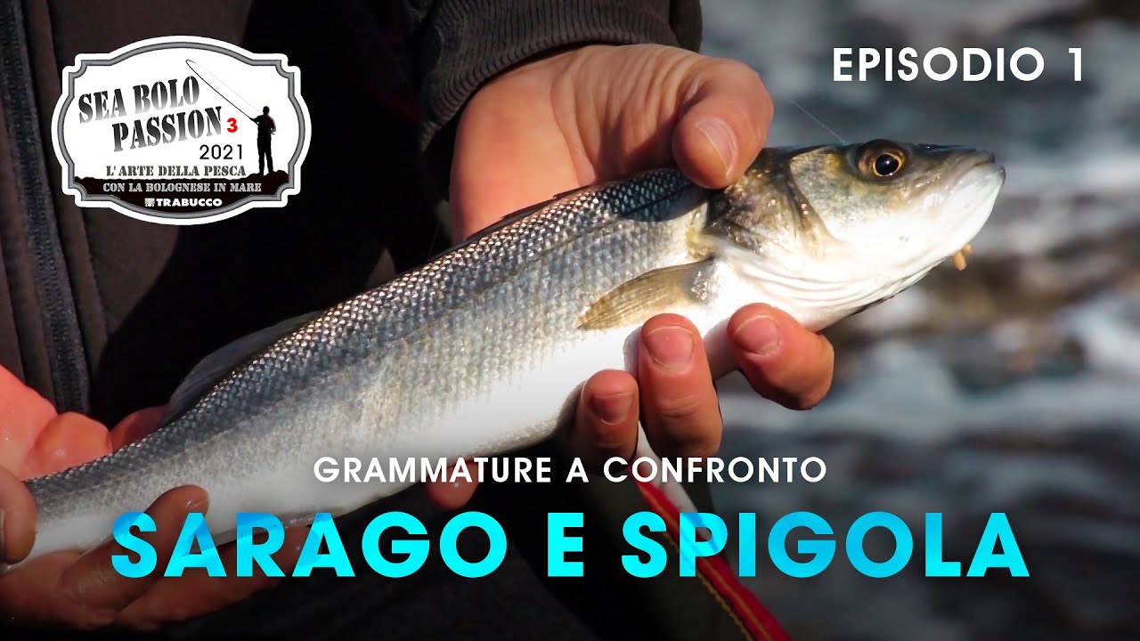 Pesca a Bolognese in mare | Grammature a Confronto | Sea Bolo Passion S3E1 | @Trabucco Fishing