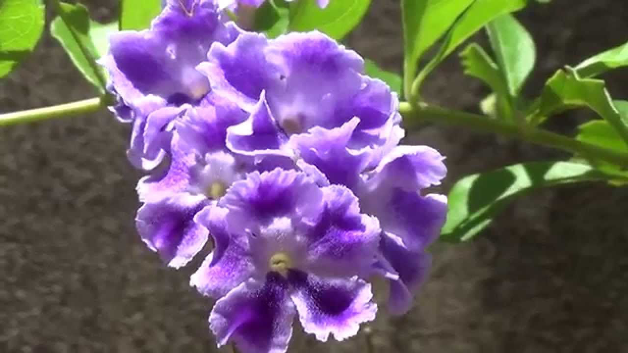 VIOLETEIRA : 3 - Meu jardim !