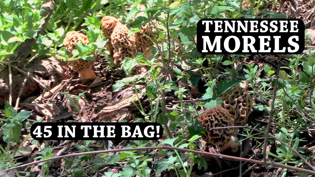 FIRST MORELS of 2025