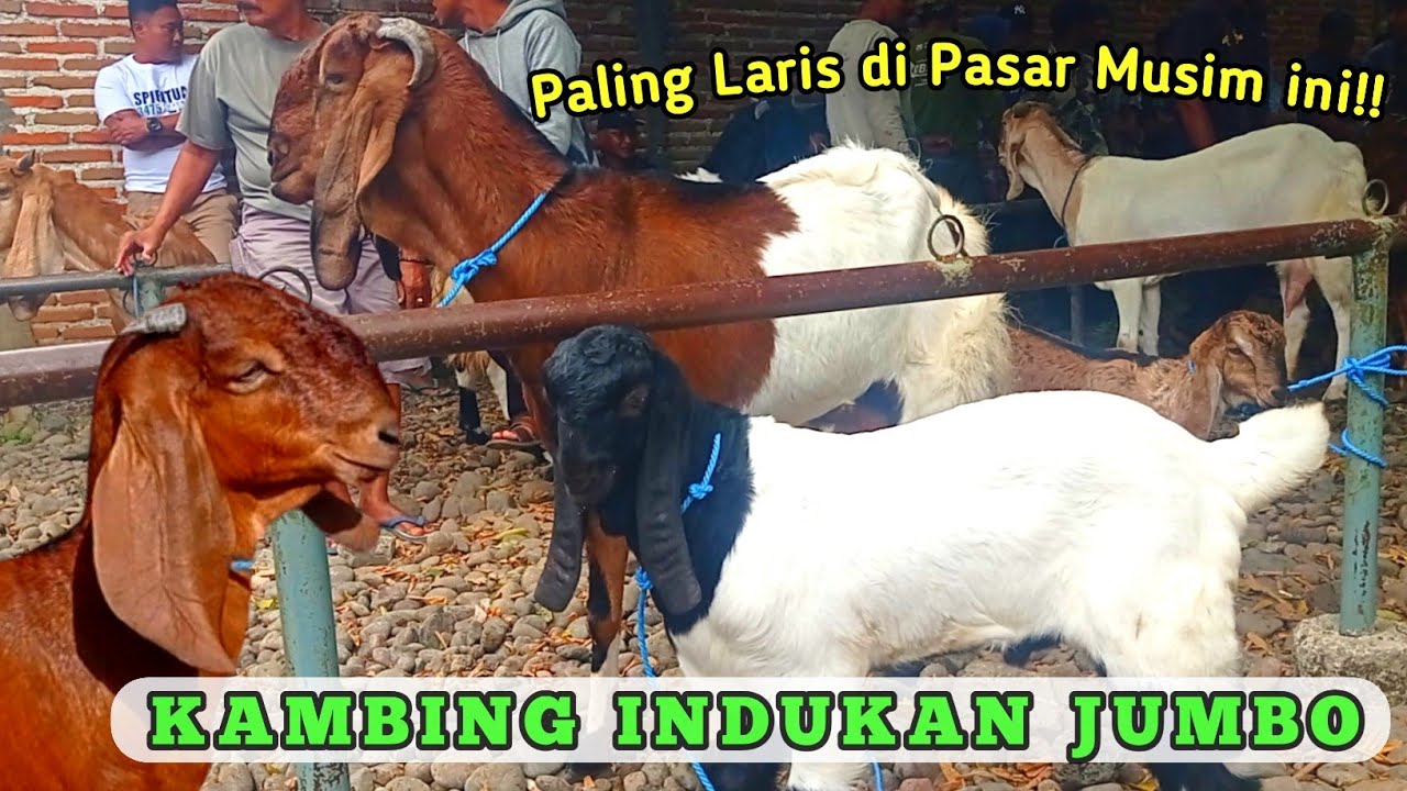PALING LARIS‼️KAMBING INDUKAN BREEDING MAUPUN PEDAGING DI MUSIM INI