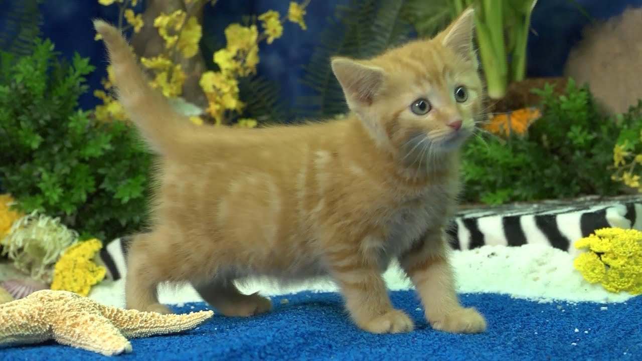 Kitten Beach Party