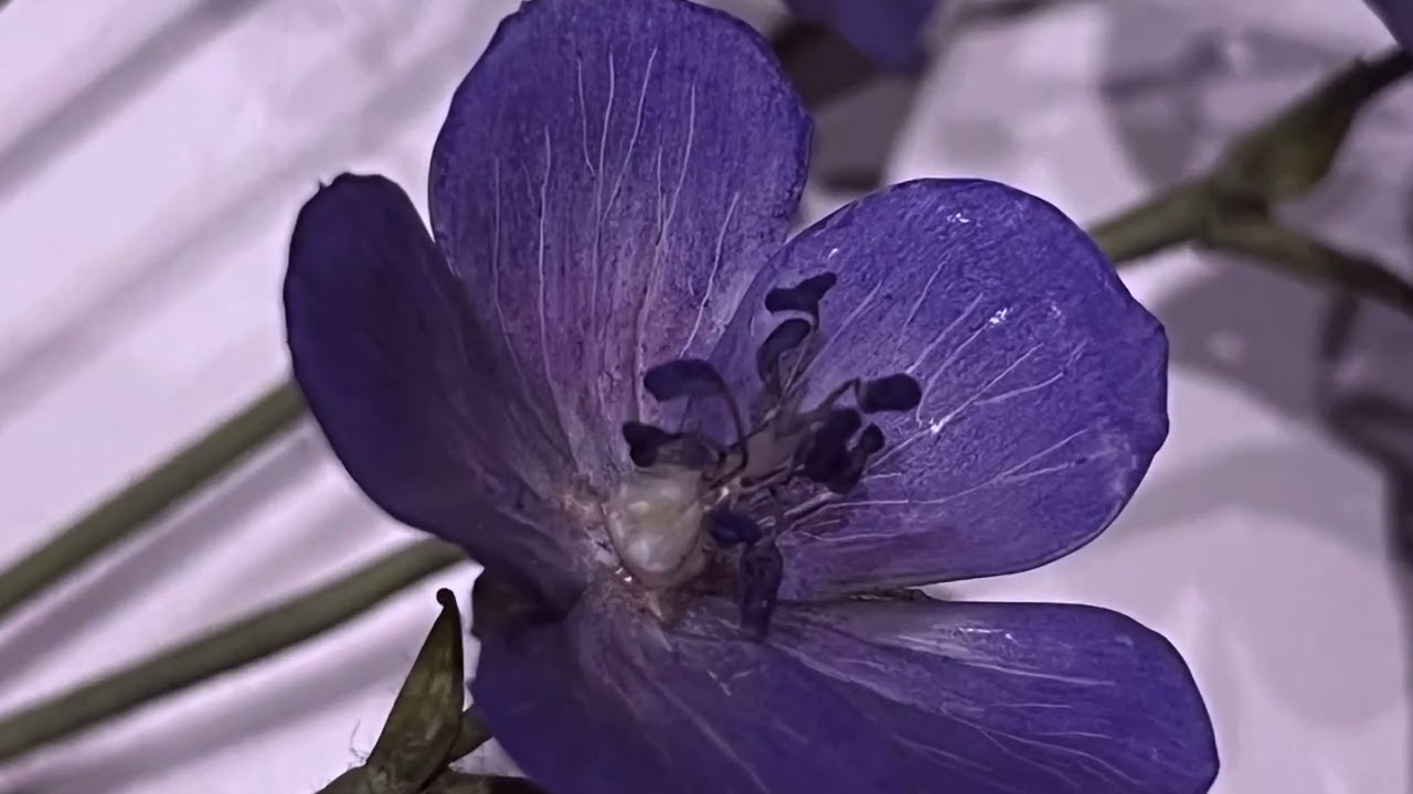 Glass Flowers Tour: The Ware Collection of Blaschka Glass Models of Plants, Harvard University
