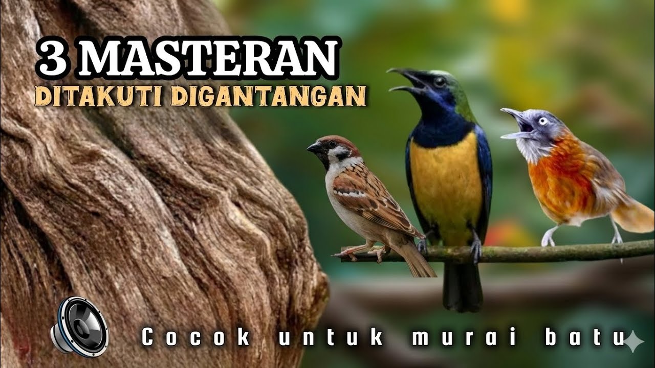 🔴MASTERAN DITAKUTI DIGANTANGAN JEREJA TARUNG CUCAK CUNGKOK TEPUS JEDA ALAMI TERBAIK UNTUK MURAI BATU