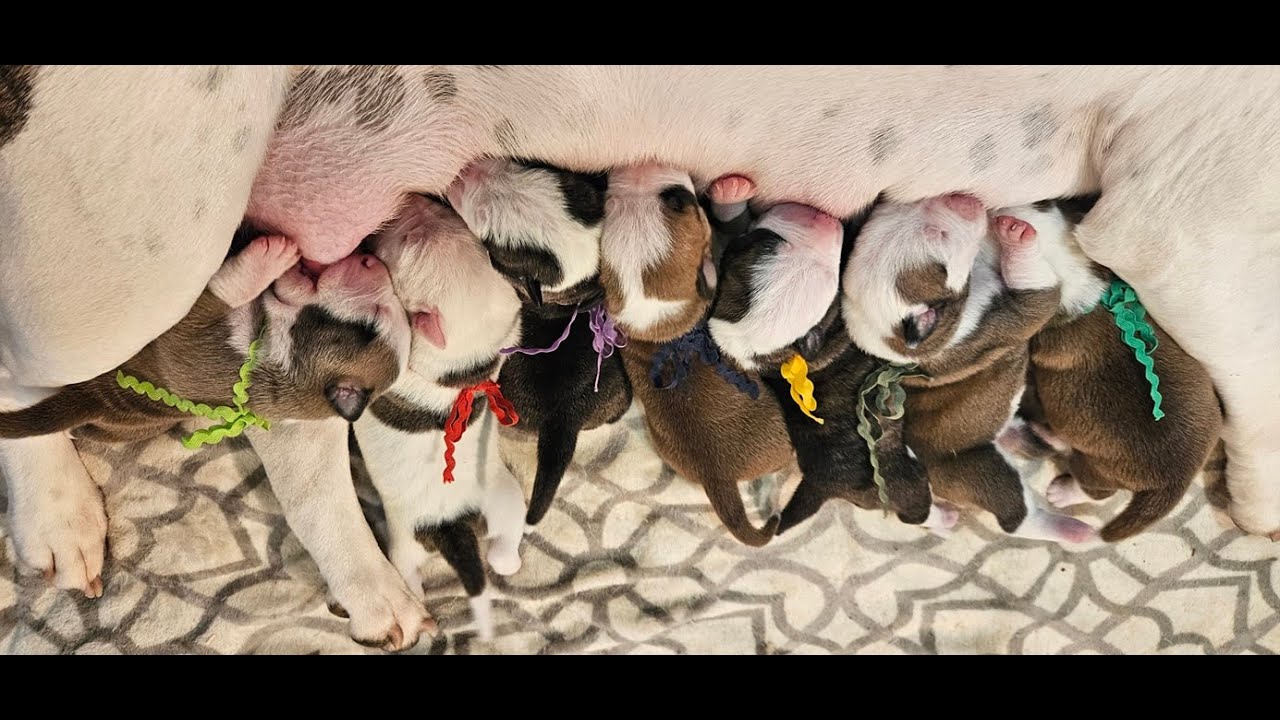The Rare & Beautiful Alapaha Blue Blood Bulldog. PUPPIES!