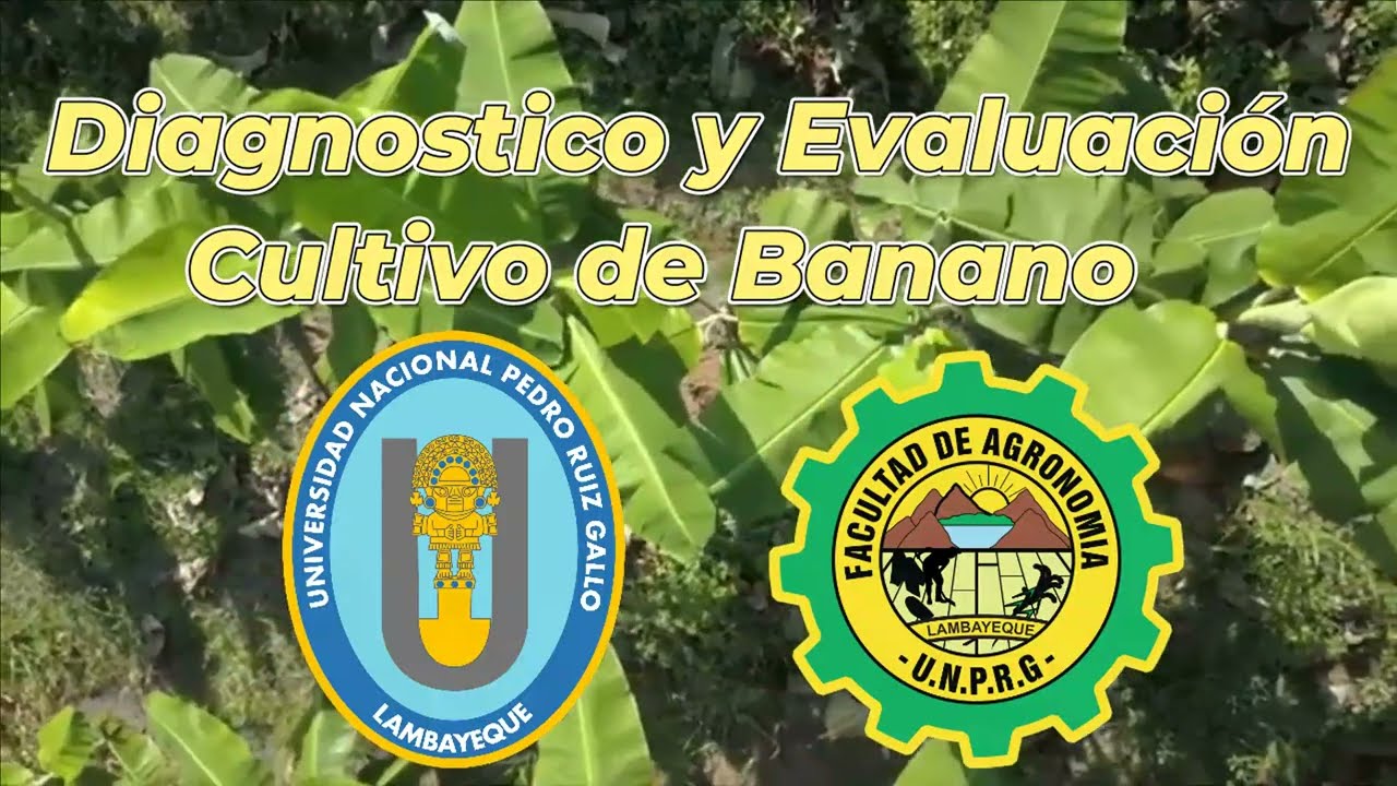 DIAGNÓSTICO Y EVALUACIÓN DEL CULTIVO DE BANANO (PLÁTANO)