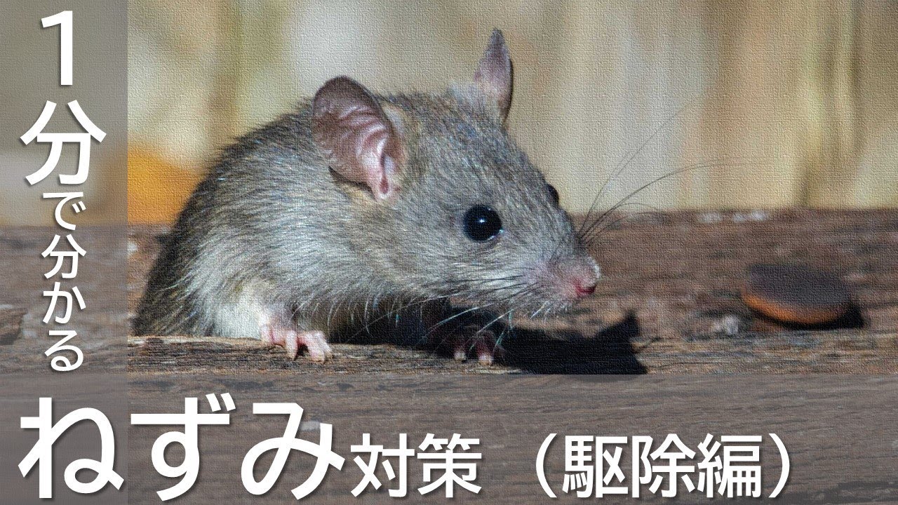 もう困らない! 1分でわかるねずみ対策（駆除編）