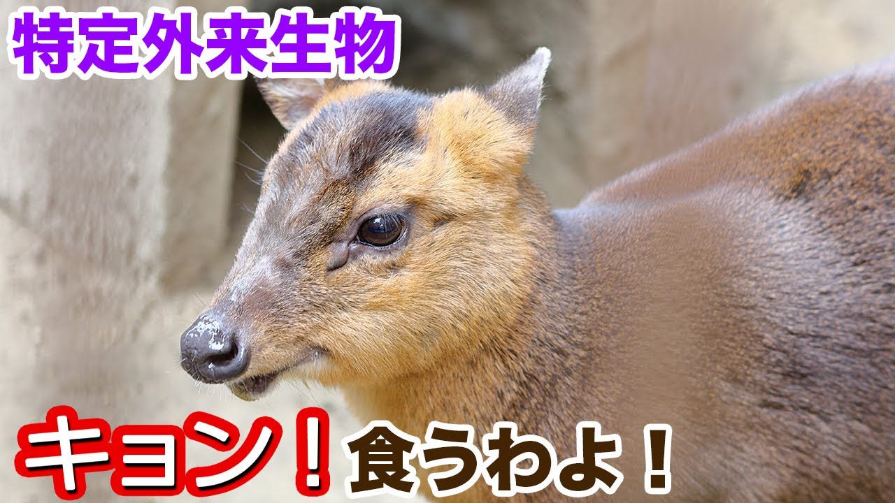 キョン！食うわよ！