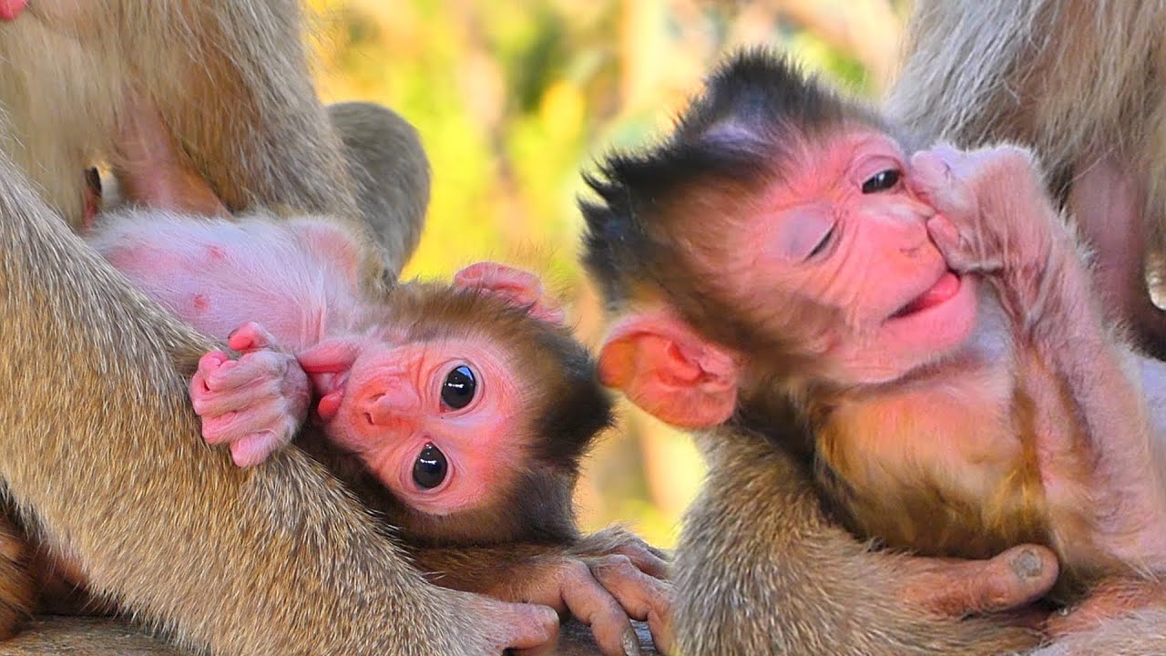 Newborn Baby MOKATE Stays Peaceful Under Mama’s Loving Care 🐒💛.