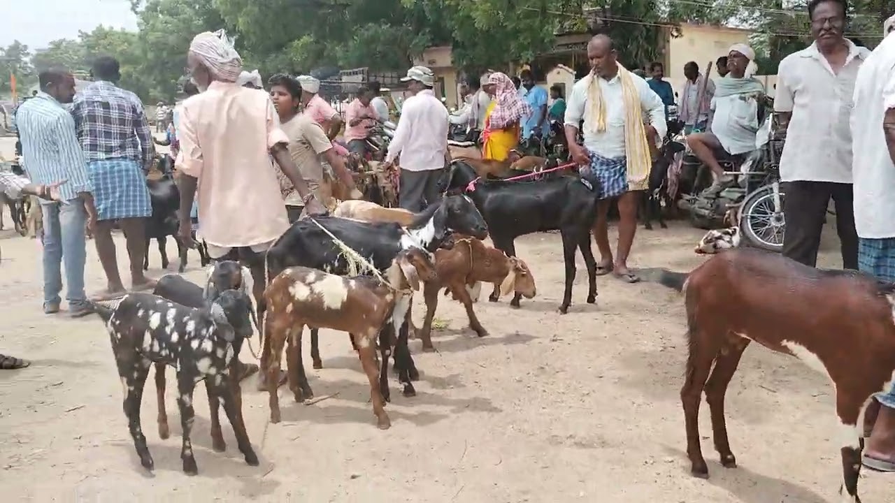Kattangur sales marketing Shep's goat's Price's 🐏🐐