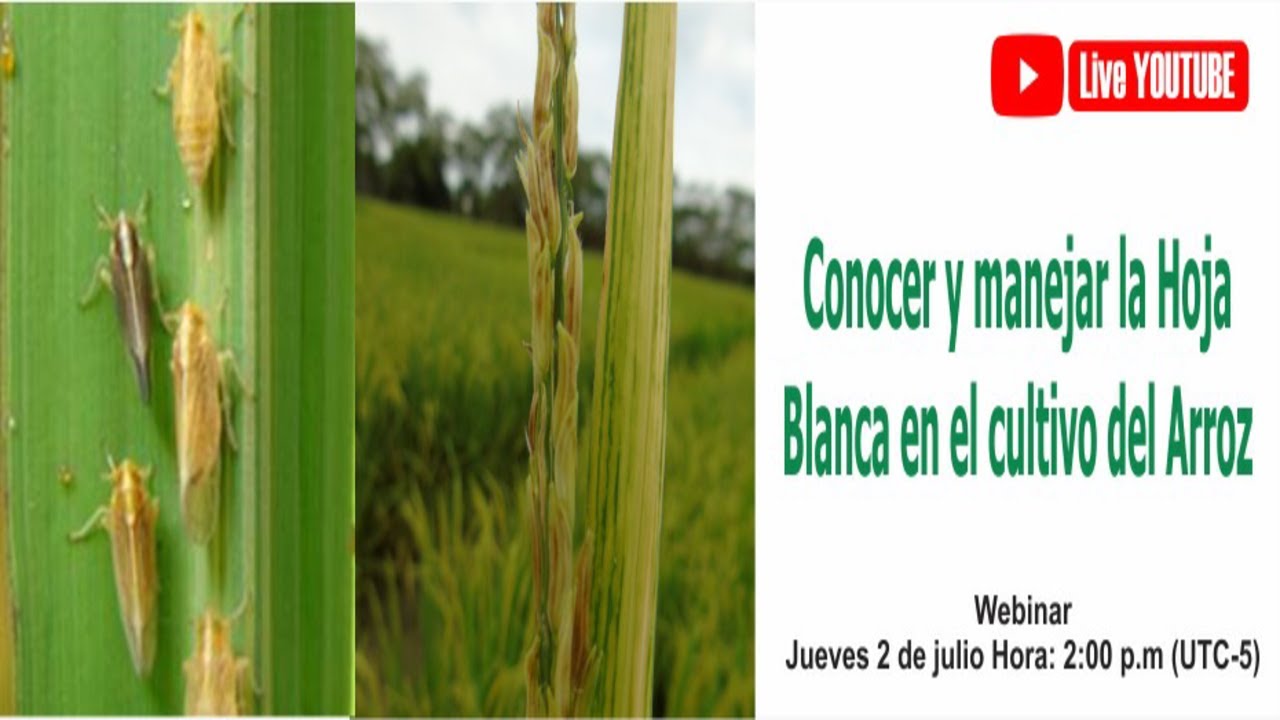 Webinar | Conocer y manejar la Hoja Blanca en el cultivo del Arroz